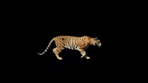 Tiger Trot Walk