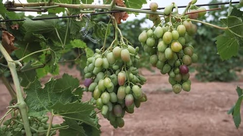 cachos de uvas brancas de perto