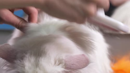White Cat Receiving Gentle Brushing, Close Up
