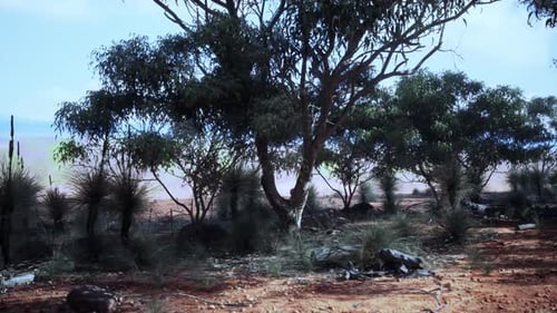 A Serene Forest Scene with Trees Standing Tall in the Earth