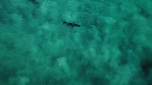 Hammerhead Shark Swimming in Turquoise Ocean Water