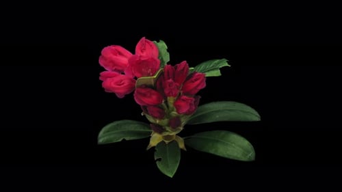 Time lapse of opening red rhododendron with ALPHA channel
