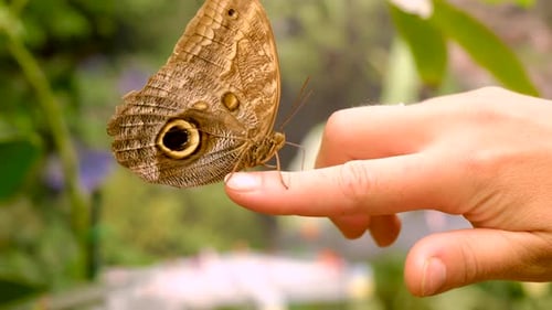 Foco seletivo de borboleta tropical na mão