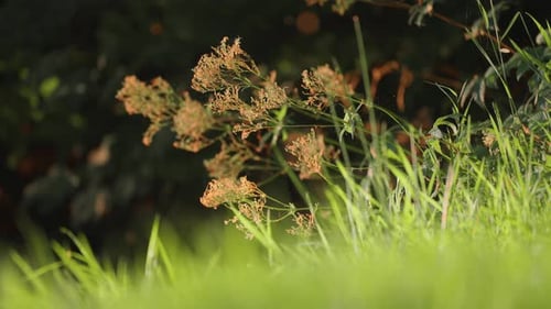 Frisches grünes Gras und blühendes Unkraut werden von der aufgehenden Sonne beleuchtet. Ein Loop-Video in Nahaufnahme
.