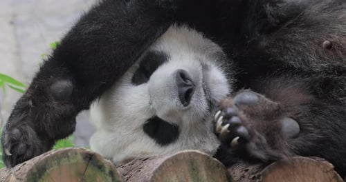 Giant panda is sleeping (Ailuropoda melanoleuca) also known as the panda bear or simply the panda,