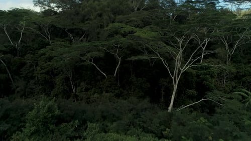 Woman walking down hill on off beaten path towards dense jungle forest, aerial