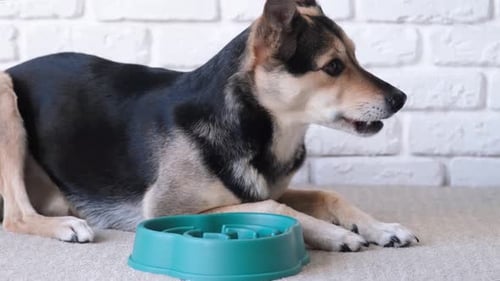 Dog Eating From Slow Feeder Bowl on Carpet