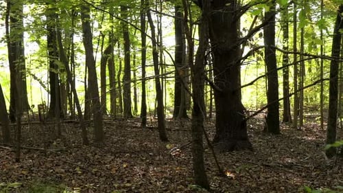 Dense stand of trees in a forest with brown leaf litter on ground.