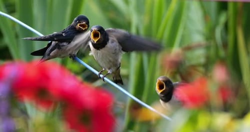 Barn swallows (Hirundo rustica) feeding chicks, Southern France