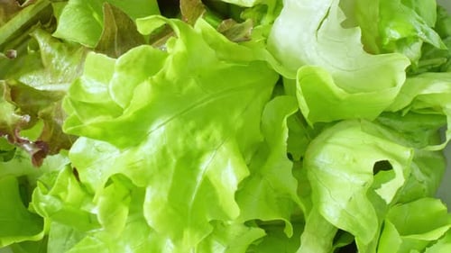 Close-up showcases a green vegetable salad.