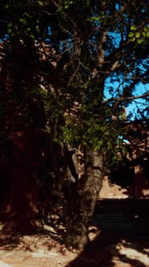 The Shadow of a Tree on the Ground