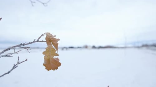 Leaf on Branch in Snowy Field, 120 fps
