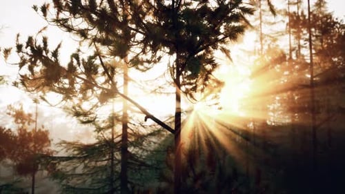 Sunbeams Streaming Through the Pine Trees