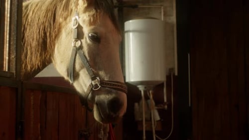 Horse Looking Out From Stable in Barn During Morning Light Near Farm