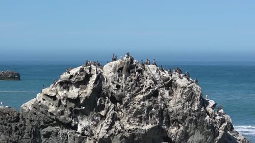 Pássaros felpudos avistados em uma rocha