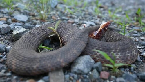 Snake Coiled Up with Open Mouth on Ground
