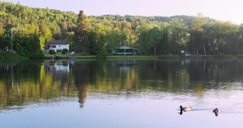 Ducks swim on a calm river in cottage country