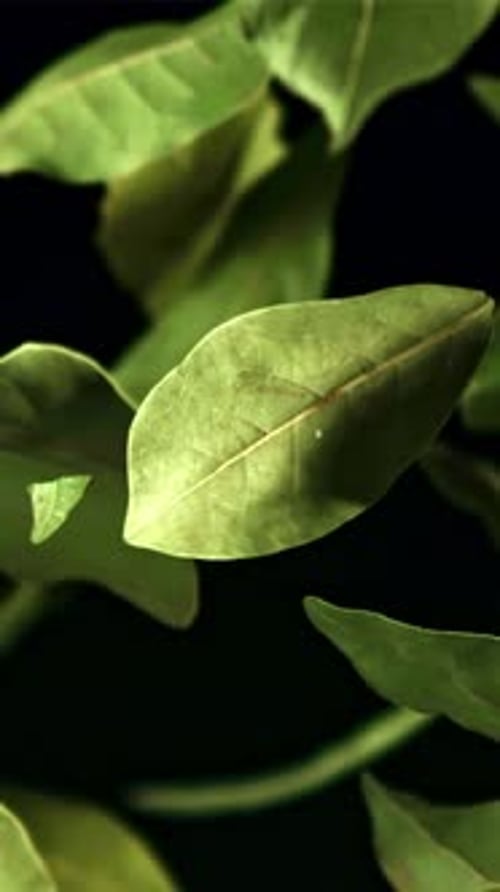 Bay Leaf Flies Up and Falls Filmed is Slow Motion 1000 Fps