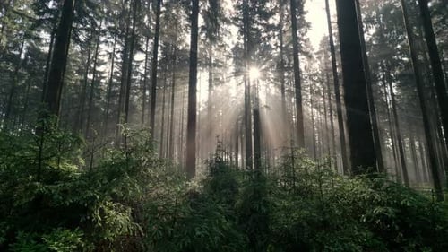 Sunbeam rays shinning through mist and fog in forest at sunrise