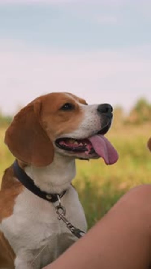 Dog Owner Interacts with Attentive Dogs in Grassy Field with Treat in Hand