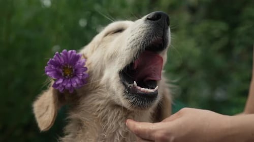 Golden Retriever Puppy Dog on Green Fresh Background Woman Caresses Dogs Muzzle Pedigreed Pup with