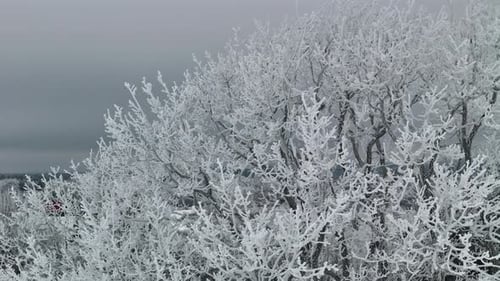 Snow Covered Trees in a Winter Landscape