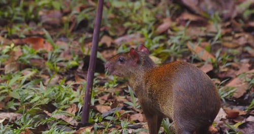 Agouti Foraging for Food on Forest Floor