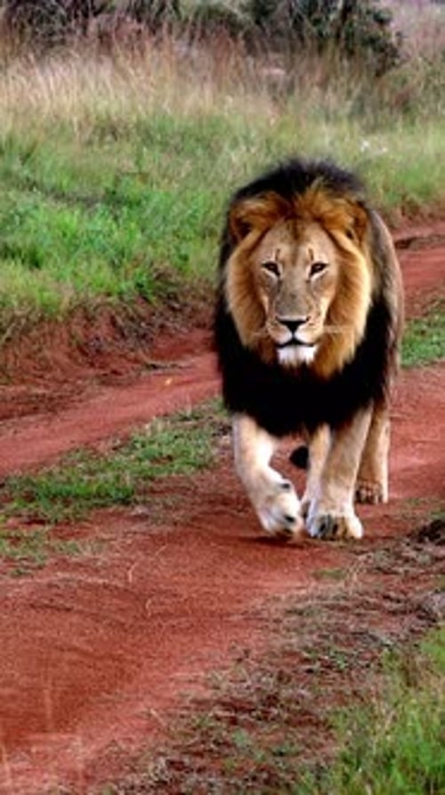 Powerful Male Lion Strolling Down a Red Dirt Safari Track