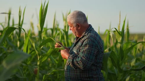 Manual Worker Inspection Senior Farmer in His Golden Corn Field