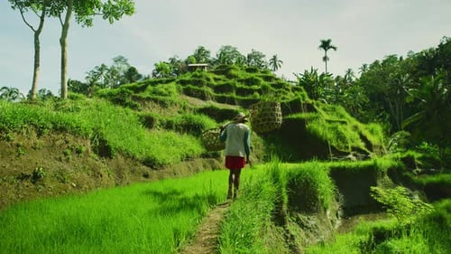 Farmer at the rice terraces in Ubud, Bali, Indonesia