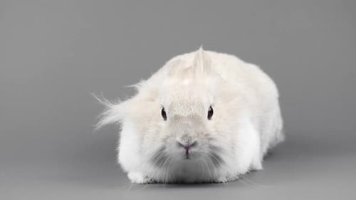 Fluffy White Rabbit Posing on Gray Background