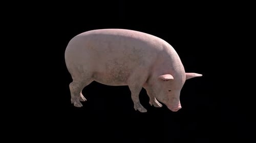 Animated 3D Pig Sniffing Ground Loop