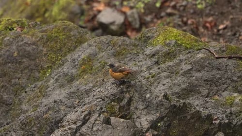 Un Daurien mâle coloré se perchant et secouant l'eau sur des rochers au bord de la rivière un jour de pluie