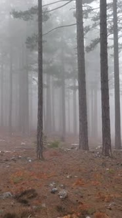 Vertical Video Misty Forest Flight Between Trees in the Foggy Forest