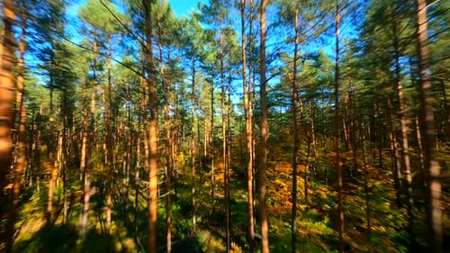 FPV Flight Through Autumn Forest