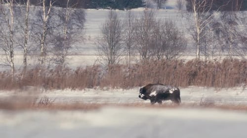 Bisão europeu brincando na floresta nevada da Bielorrússia com luz dourada