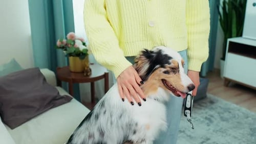 Cozy Home Environment Featuring a Woman Preparing Her Australian Shepherd for a Walk