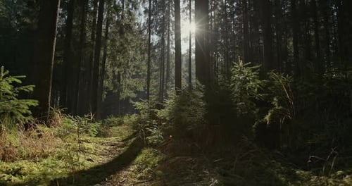 Fascinating Nature and Beauty of the Forest Peace Without People is the Mighty Nature of the Forest