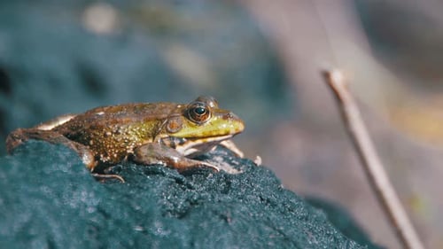 Green Frog sitzt am Ufer in der Nähe des Flusses