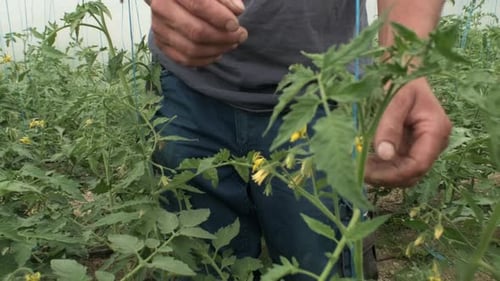 Young Caucasian farmer works inside greenhouse tomato maintenance before harvesting. Alternative lif