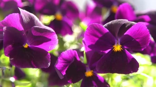 Violet Purple Pansies Sway in the Wind Garden Background Grow a Flower in a Pot on the Balcony
