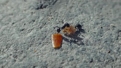 Ameisen nehmen Nahrung im Makro auf