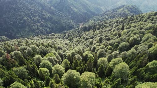 Beautiful Forest Footage Top View. Drone Flies Over The Forest In Mountains. Mystical Forest