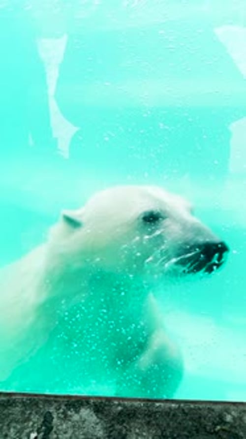 Ein schwimmender Eisbär