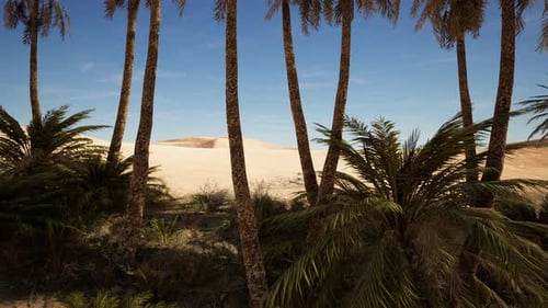 Palm Trees of Oasis in Desert Landscape