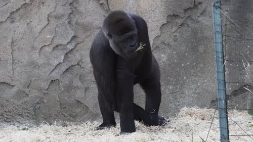 Female Western Lowland Gorilla Eating Hay In The Zoo. - close up