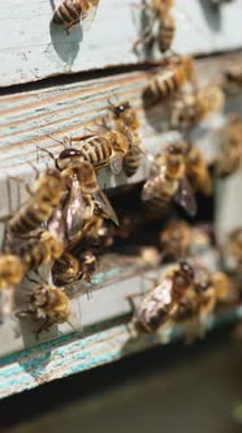 Bees Entering and Exiting a Beehive