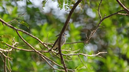 Perched on the branch in the middle of the frame partially covered as it is preening and chirping; R
