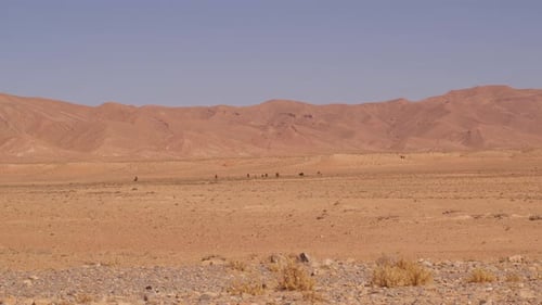 Desert View in Morocco with some dromedary's in the back