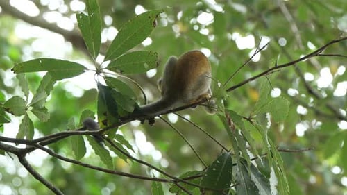 Squirrel Monkey Navigating Through Lush Amazonian Foliage
